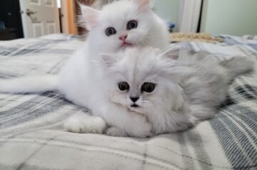 Furrari Persians