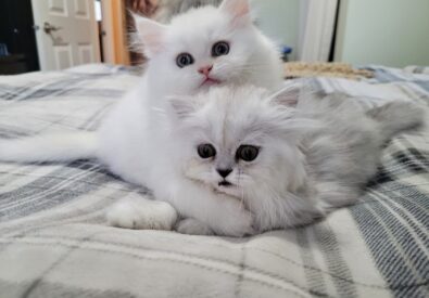 Furrari Persians